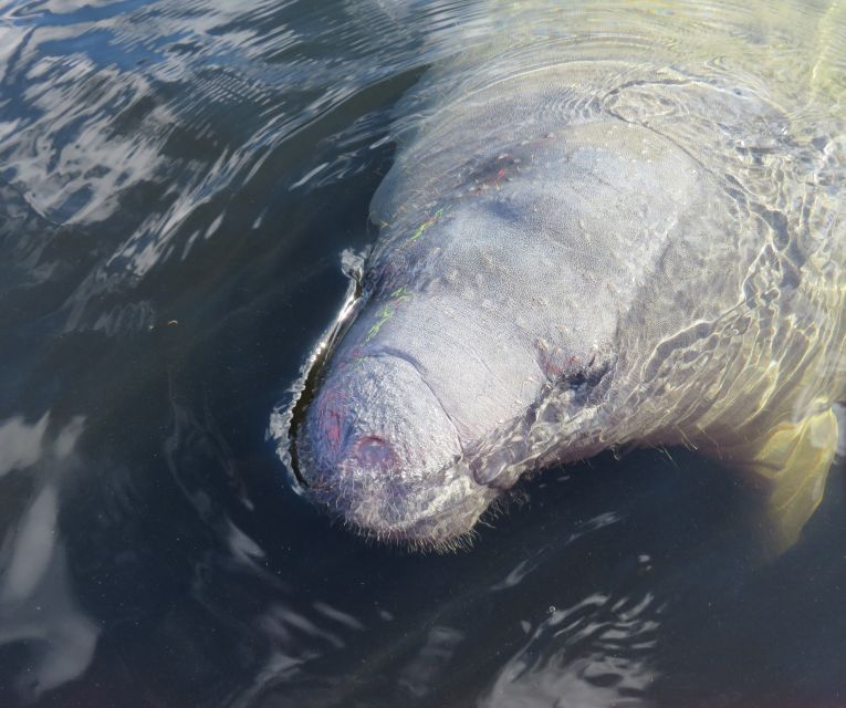 Orlando: Small Group Manatee Discovery Kayak Tour - The first strokes: a good fit for beginners
