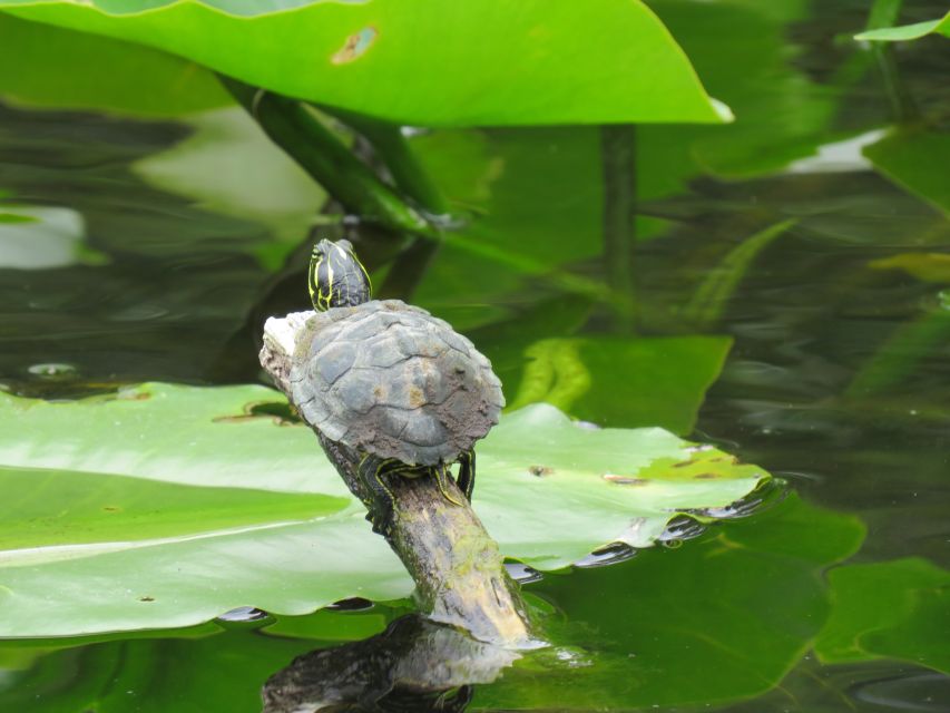 Orlando: Small Group Manatee Discovery Kayak Tour - Manatee season, summer swimming, and realistic expectations
