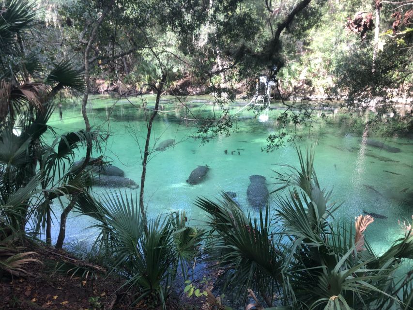 Orlando: Small Group Manatee Discovery Kayak Tour - The guides make the difference