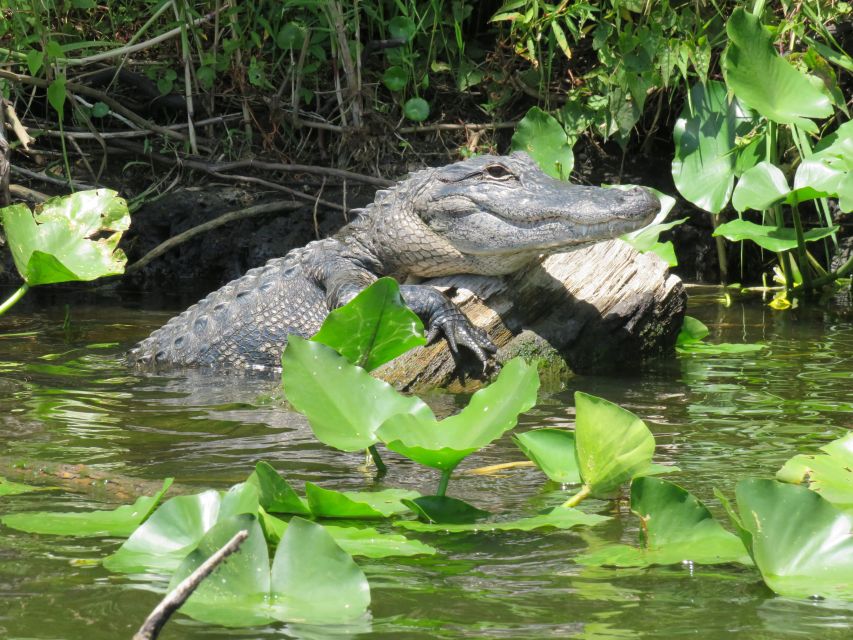 Orlando: Small Group Manatee Discovery Kayak Tour - Is $80 a fair price?