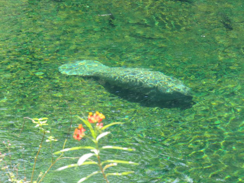 Orlando: Small Group Manatee Discovery Kayak Tour - Finding French Landing at Blue Spring