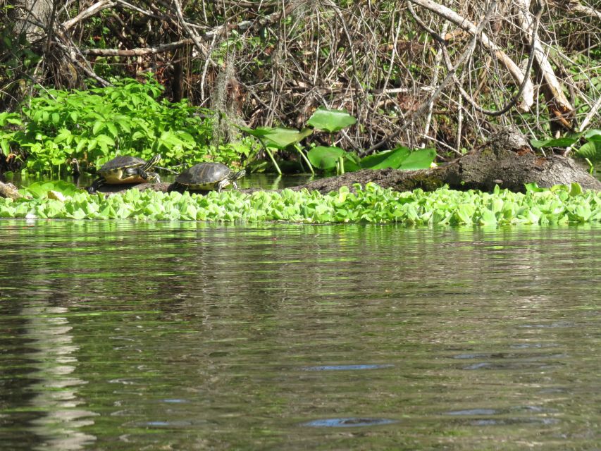 Orlando: Small Group Rock Springs Run Kayak Tour - Who should book this three-hour paddle