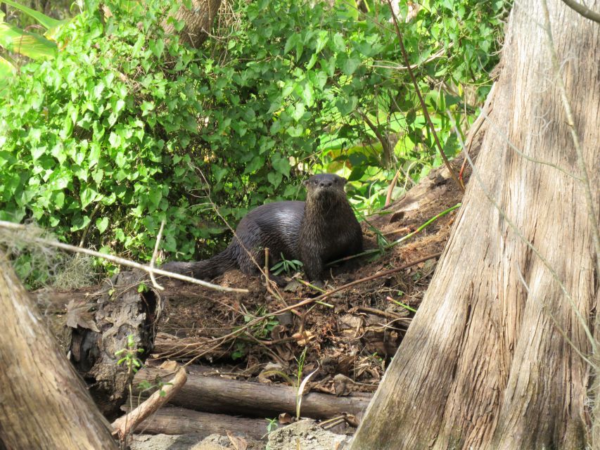Orlando: Small Group Rock Springs Run Kayak Tour - The Kelly Park stop and a real swim break