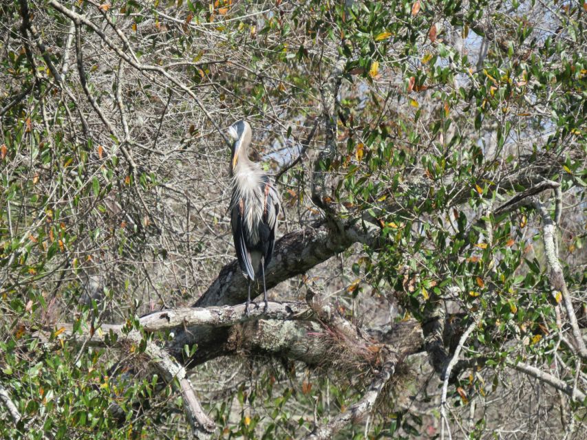 Orlando: Small Group Rock Springs Run Kayak Tour - What the small group changes