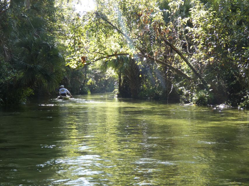 Orlando: Small Group Rock Springs Run Kayak Tour - Wildlife, from alligators to eagles