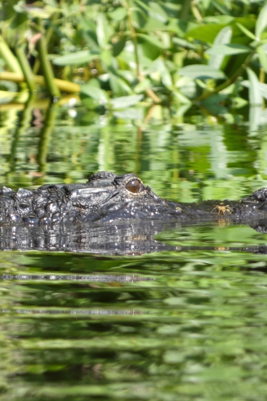 Orlando: Small Group Scenic Wekiva River Kayak Tour - Key points about the Wekiva River tour