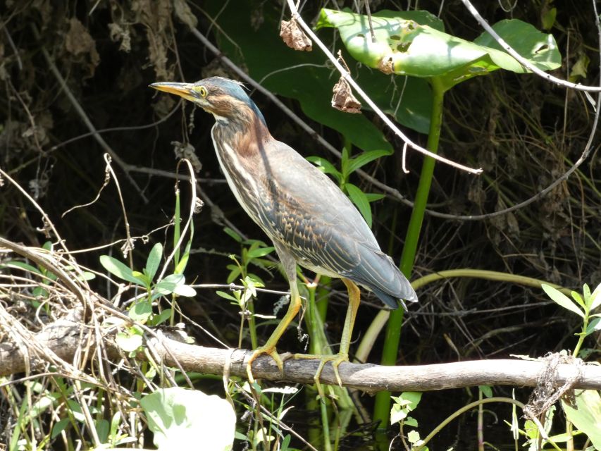 Orlando: Small Group Scenic Wekiva River Kayak Tour - Should you book the Wekiva River kayak tour?