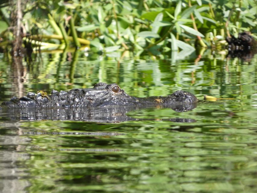 Orlando: Small Group Scenic Wekiva River Kayak Tour - The 20-minute swim and snorkeling stop
