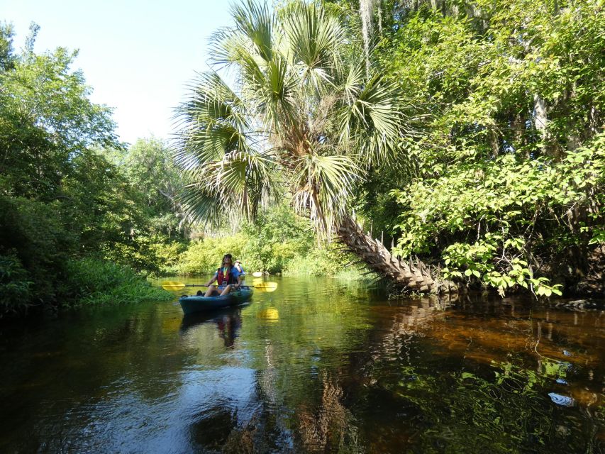 Orlando: Small Group Scenic Wekiva River Kayak Tour - The second hour: a slower return with more wildlife chances
