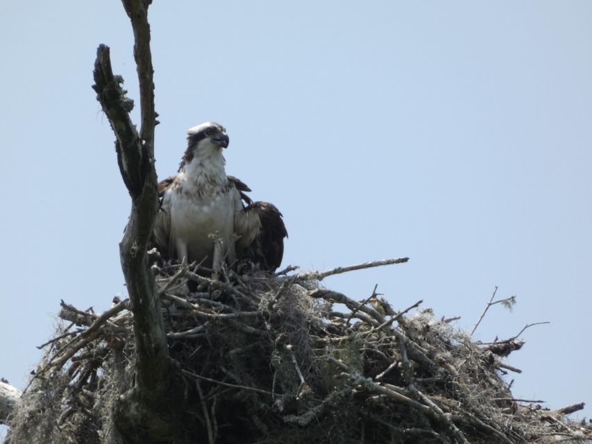 Orlando: Small Group Scenic Wekiva River Kayak Tour - Small details that can improve your day