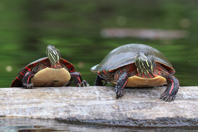 Ottawa: Ecological Reserve Kayak Tour with Turtle Sightings - Meeting Sylvie and choosing your kayak