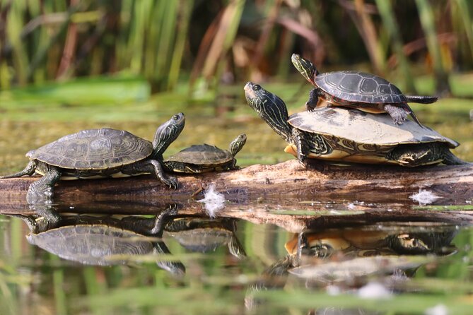 Ottawa: Ecological Reserve Kayak Tour with Turtle Sightings - The educational building and time after kayaking