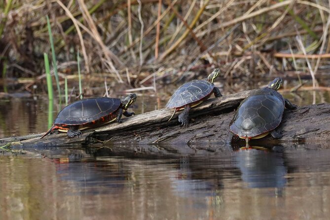 Ottawa: Ecological Reserve Kayak Tour with Turtle Sightings - How the $47 price holds up