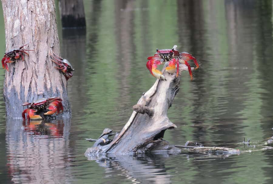 Paraty Bay: Half-Day Mangroves and Beaches Tour by Kayak - Paddling between Paraty’s islands