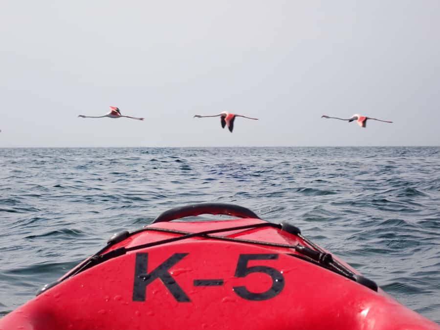 Pelican Point: Kayak with Seals Experience - Paddling among Cape Fur seals