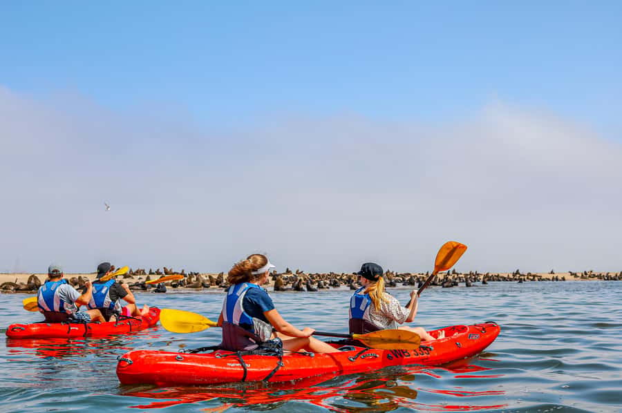 Pelican Point: Kayak with Seals Experience - What the $200 price includes