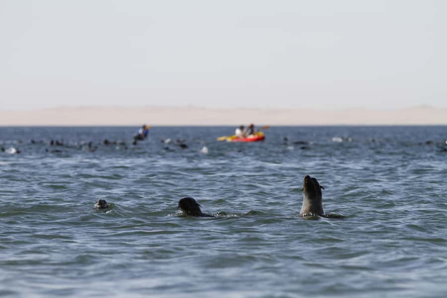 Pelican Point: Kayak with Seals Experience - Who will enjoy this outing most