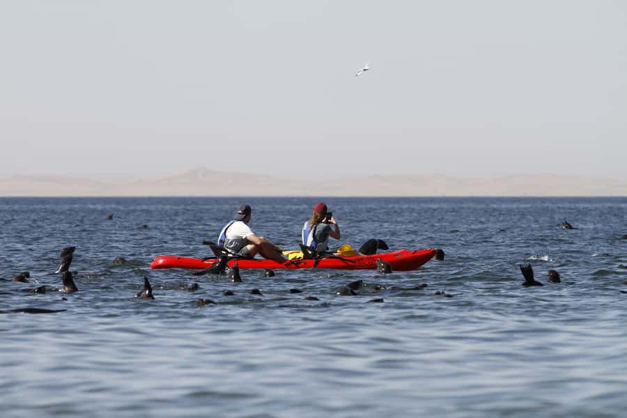 Pelican Point: Kayak with Seals Experience - Practical preparation for the cold Atlantic