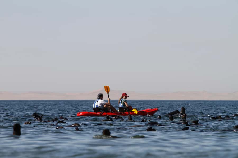 Pelican Point: Kayak with Seals Experience - The main strengths and limitations