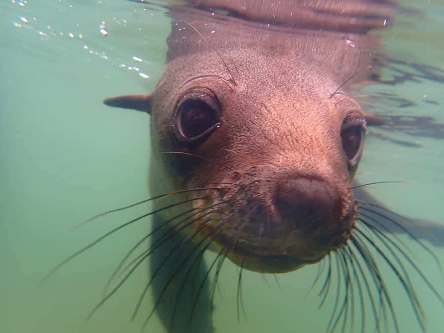 Pelican Point: Kayak with Seals Experience - Landing on a beach beside the seal colony