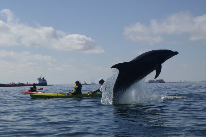 Pelican Point Kayaking Half-Day Tour - Key points to know before booking