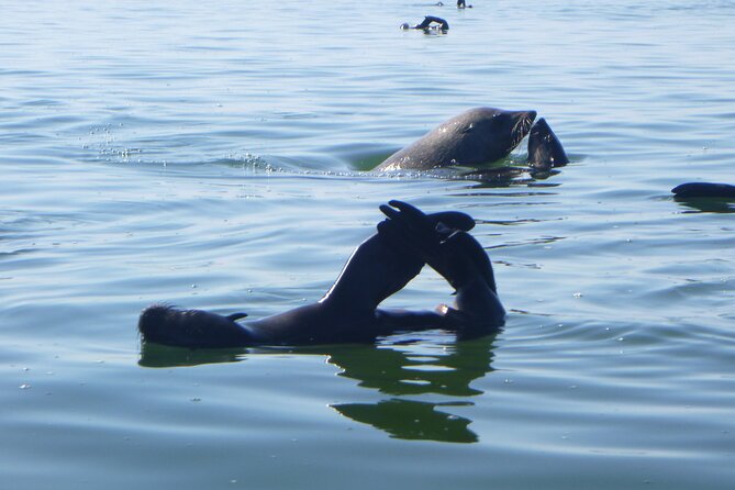 Pelican Point Kayaking Half-Day Tour - Why Pelican Point is worth the early start
