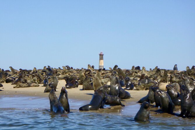 Pelican Point Kayaking Half-Day Tour - Meeting the Cape fur seals