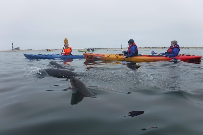Pelican Point Kayaking Half-Day Tour - What the $79.37 price really covers
