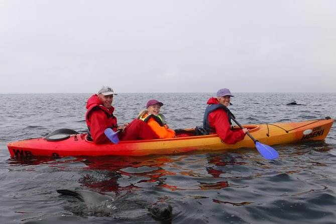 Pelican Point Kayaking Half-Day Tour - Cruise passengers need to plan carefully