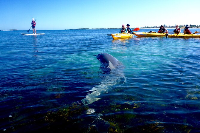 Penguin and Seal Islands Sea Kayaking Experience - Seal Island and the sea lions