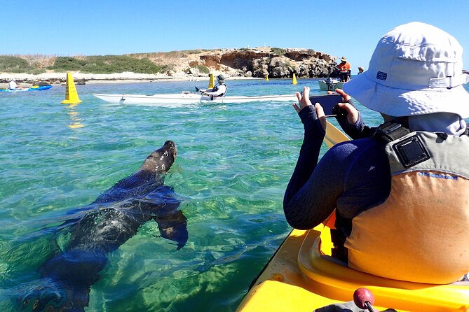 Penguin and Seal Islands Sea Kayaking Experience - Lunch, swimming, and summer snorkelling