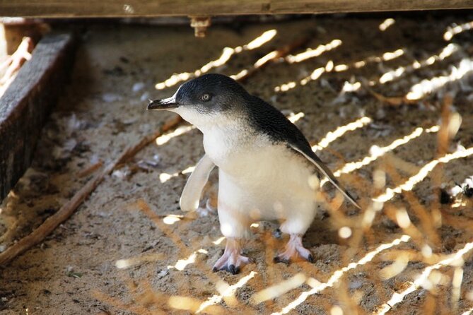Penguin and Seal Islands Sea Kayaking Experience - What the six-hour schedule feels like