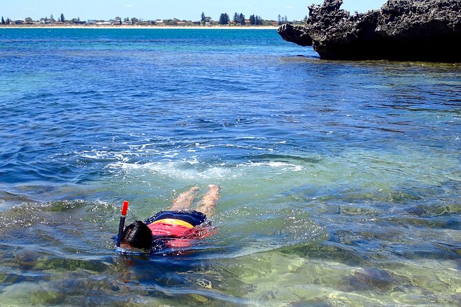 Penguin and Seal Islands Sea Kayaking Experience - What is included, and what should you pack?