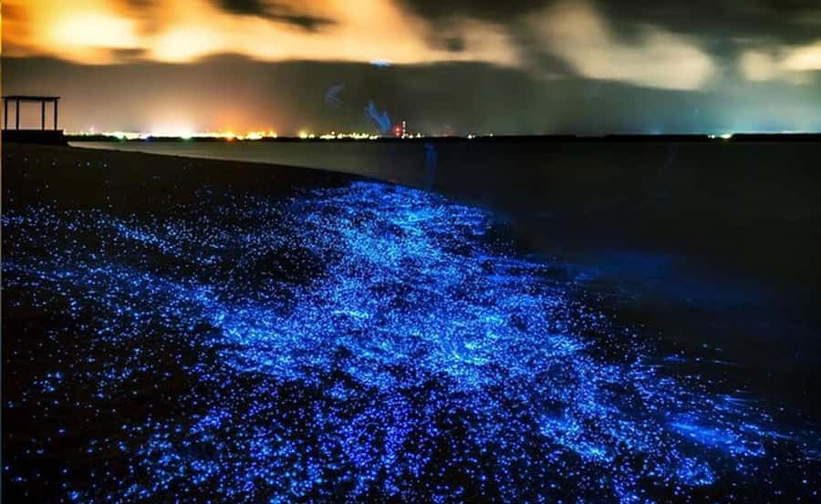 Phuket : Twilight Sea Canoe Tour with Glowing Plankton - From Ao Por Pier to the open bay