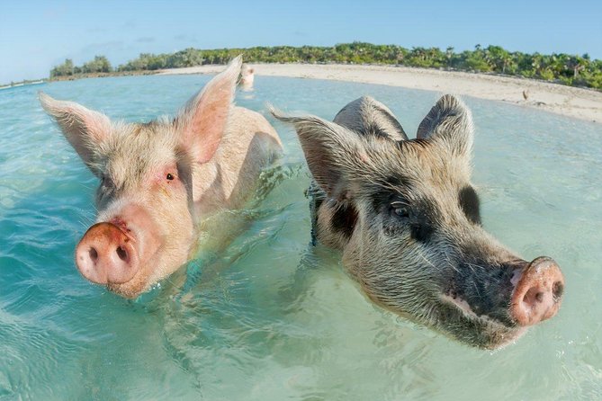 Pig Island Experience By Speed Boat, Snorkeling, Kayaking Relaxing on the Beach - Who will enjoy this tour most?