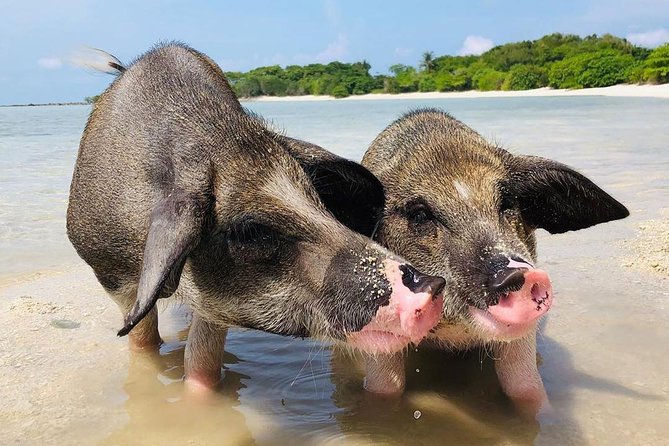 Pig Island Experience By Speed Boat, Snorkeling, Kayaking Relaxing on the Beach - Practical tips for a better day