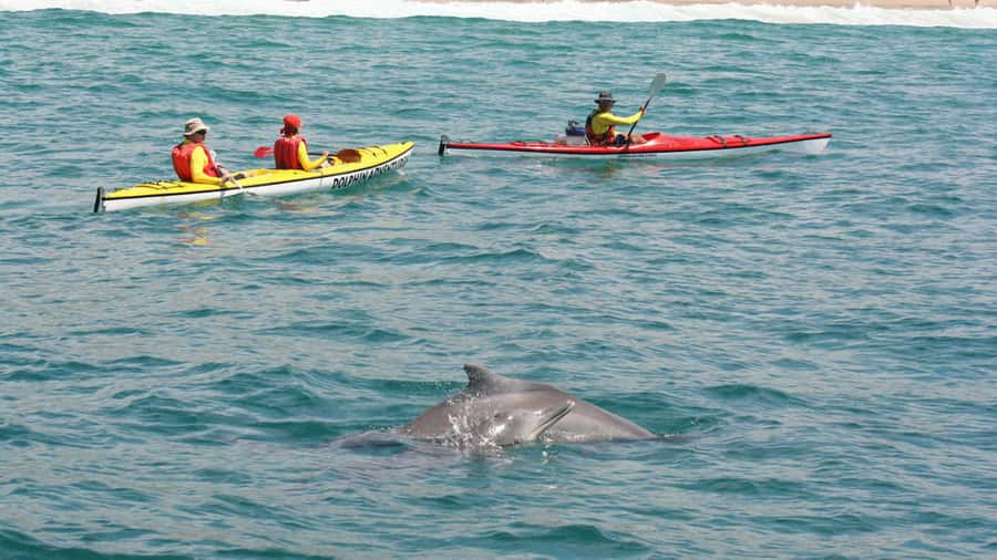 Plettenberg Bay: Guided Sea Kayak Tour - Views toward Robberg and the Tsitsikamma mountains