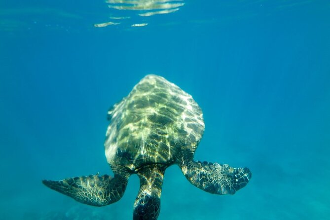 Private Beginner Paddleboard Lesson with Snorkel in Turtle Town - Snorkeling With a Paddleboard to Hold