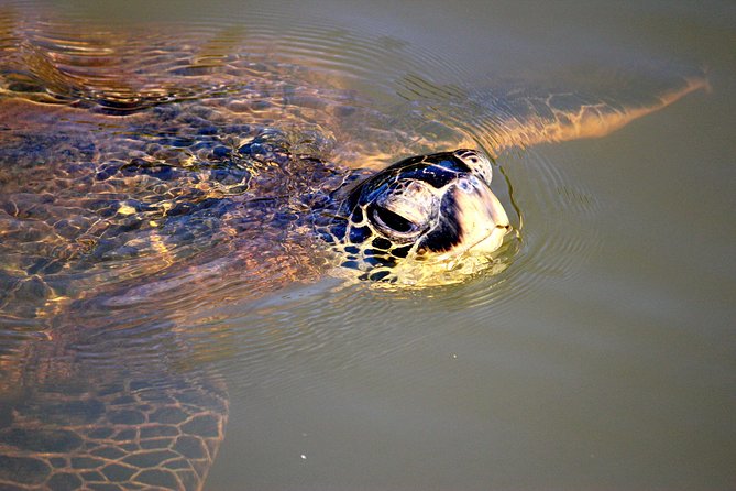 Private Stand up Paddle Lesson and Tour (for 1 or more paddlers) - Photos, water, and what is included