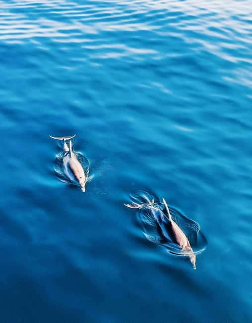 Puerto Banús: Floky Boat Cruise with Snorkeling & Paddle SUP - Drinks, music, and the all-inclusive setup