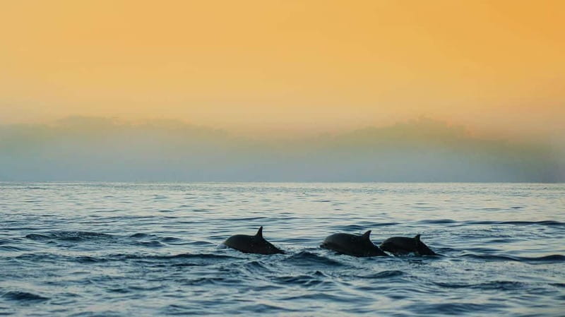 Puerto Banús: Floky Boat Cruise with Snorkeling & Paddle SUP - Timing, languages, and booking flexibility
