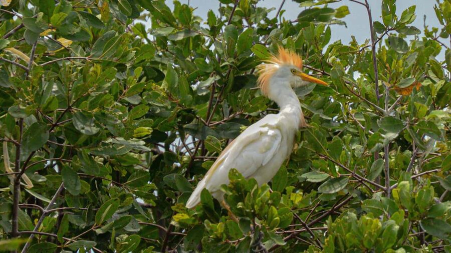 Puerto Escondido: Kayak Adventure On Manialtepec Lagoon - Starting from Puerto Escondido for Las Negras