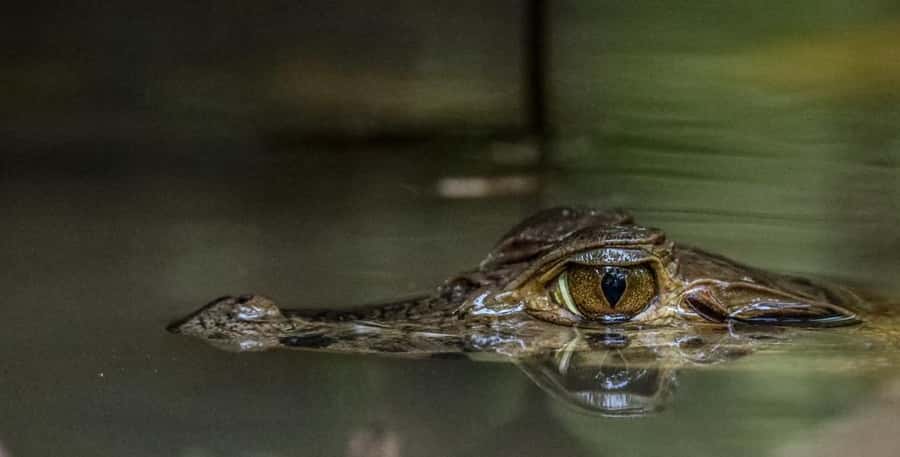Puerto Maldonado: Sandoval Lake Full-Day Trip with Canoeing - Searching for giant otters and black caimans