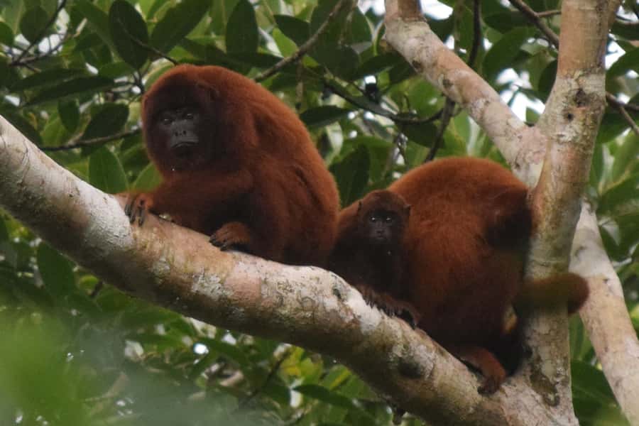 Puerto Maldonado: Sandoval Lake Full-Day Trip with Canoeing - The 55 minute walk to Sandoval Lake