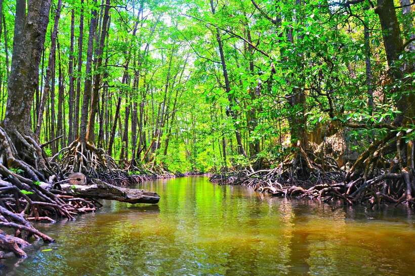 Puerto Princesa: Underground River, Zipline, Paddleboat Tour - Inside the Underground River