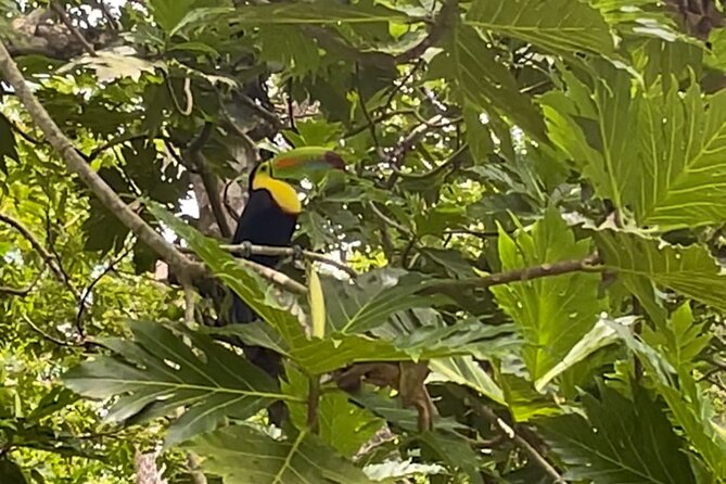 Puerto Viejo Sloth Jungle and River Kayaking Tour - A jungle walk that begins with wildlife, not a long lecture