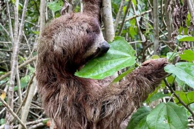 Puerto Viejo Sloth Jungle and River Kayaking Tour