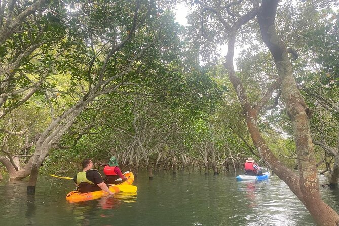 Raby Bay Wildlife Kayak Tour - Key details before you book