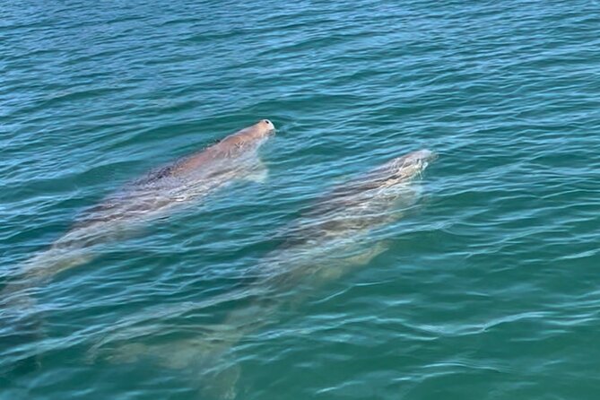 Raby Bay Wildlife Kayak Tour - Starting among yachts and seagrass