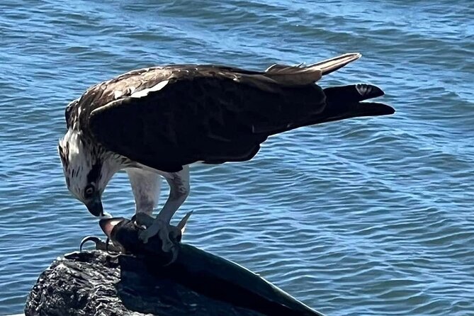 Raby Bay Wildlife Kayak Tour - Slipping into mangrove country